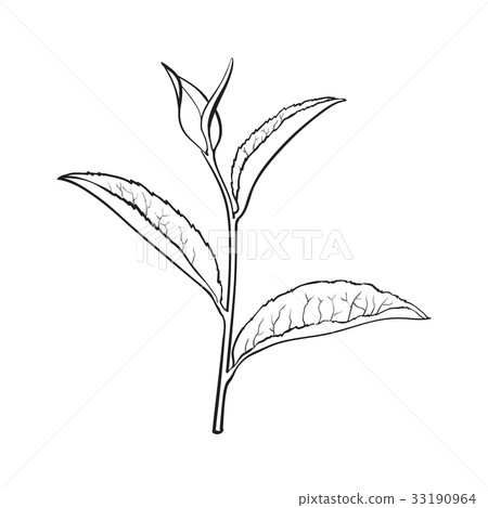 插图素材: hand drawn tea leaf, side view sketch, vector 查看全部