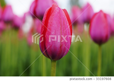 图库照片: flower pink tulip. bud of a spring flower.