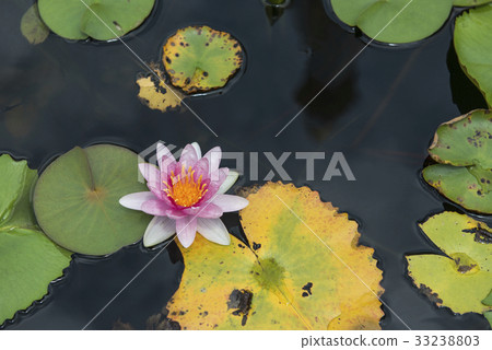 图库照片: bee on the water lily flower