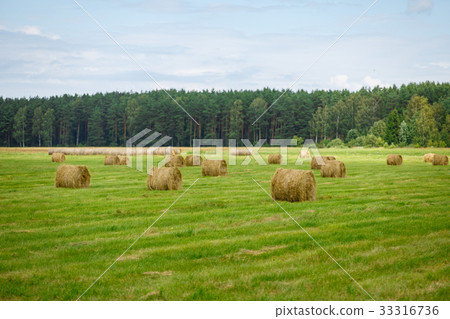 图库照片: green meadow with hay rolls