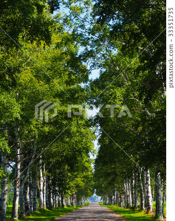 风景_自然 季节 夏 照片 白桦 大道 林荫路 首页 照片 风景_自然 季节