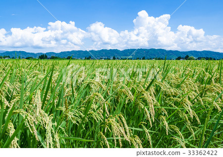 图库照片: 夏天稻田信州安昙野