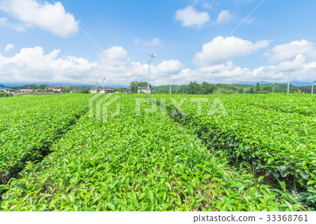 图库照片: fresh green tea farm in spring