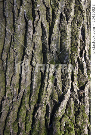 图库照片: bark on the trunk of pine tree