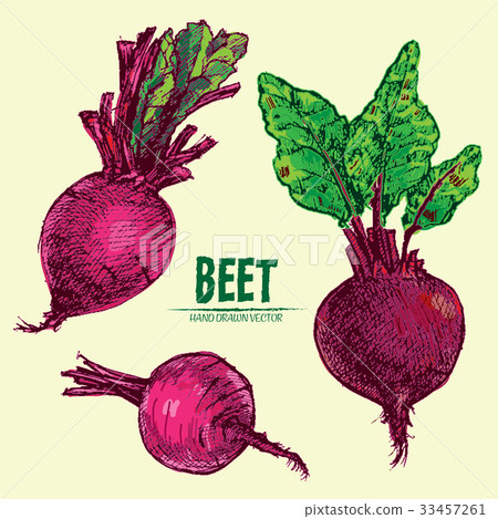 插图素材: digital vector detailed line art color beet