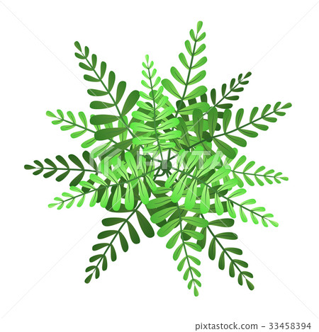 插图素材: a green plant or tree, top view. vector