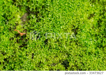 图库照片: close up of moss on rock.