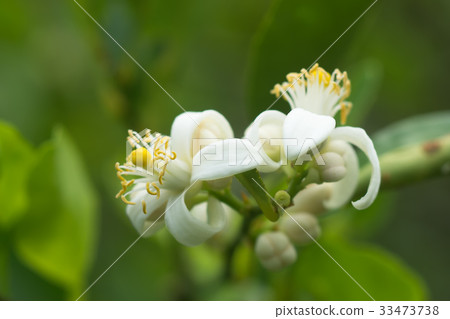 图库照片: lime blossom flowers on a branch.