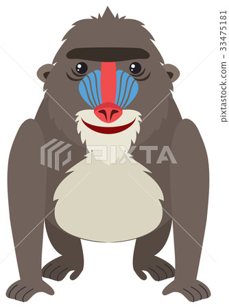 插图素材 mandrill baboon on white background