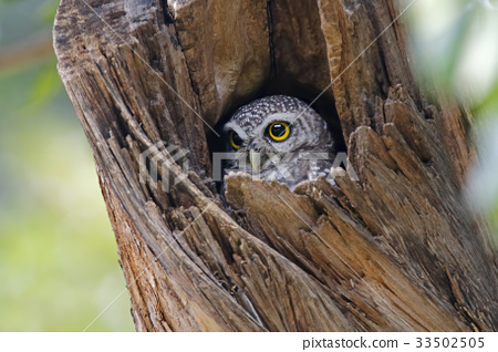 图库照片: spotted owlet cute birds in tree hollow