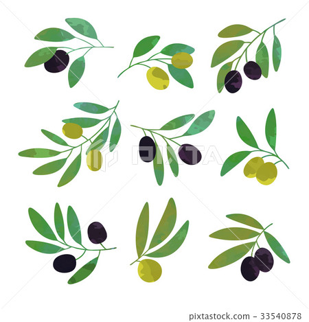 插图素材: olive tree branches set of colorful vector