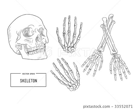 插图素材: human skeleton, sketch vector.