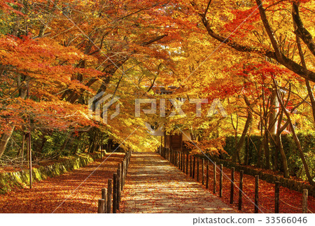 首页 照片 植物_花 树_树木 枫树 京都komyoji寺庙在秋天京都京都图象