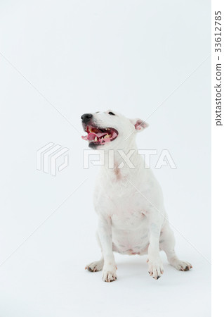 stock photo: bull terrier i punch