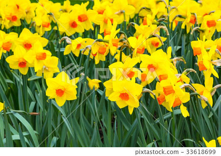图库照片: field of yellow daffodil flowers background