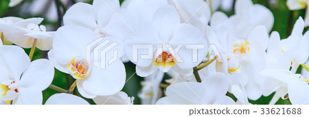 orchidflower,flowerfellfrisk 图库照片: beautiful white orchid flower background close-up