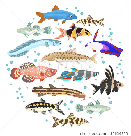 图库插图: freshwater aquarium fish loach, goby, killifish