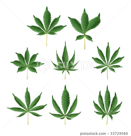 图库插图 marijuana green leaf vector medicinal herbs