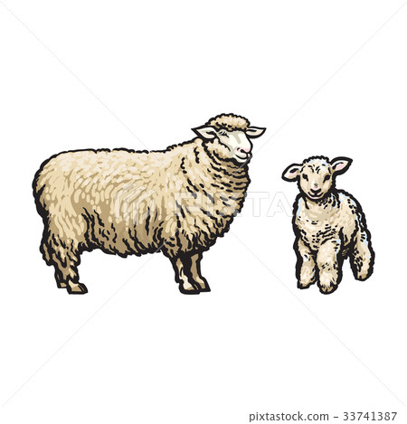 插图素材: vector sketch cartoon style sheep and lamb set