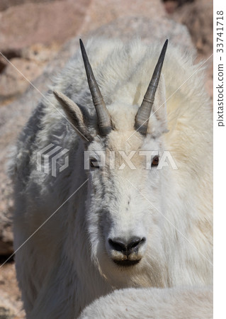 图库照片: mountain goat portrait