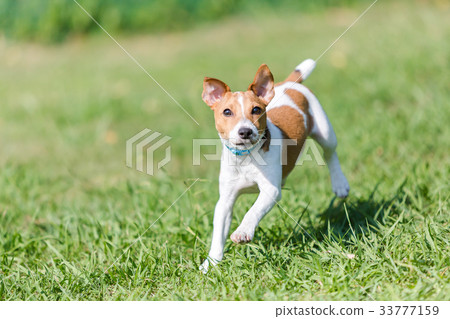 stock photo: jack russell terrier