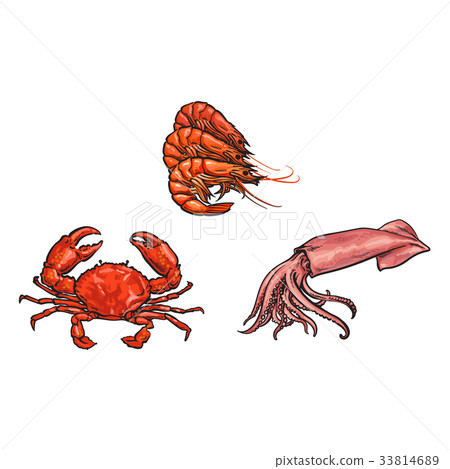 插图素材: vector sketch lobster, crab squid set isolated