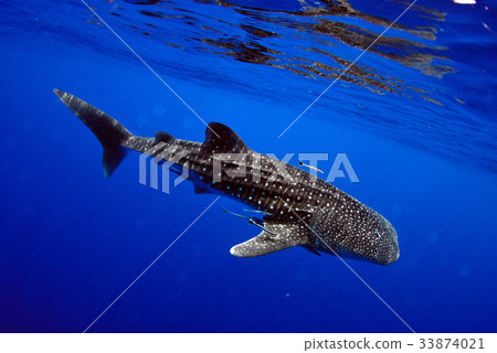 图库照片: whale shark is a big fish in the sea.