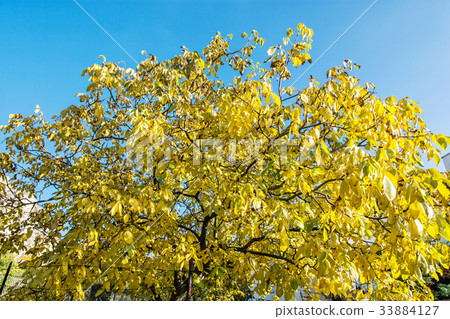 图库照片: yellow tree and blue sky, autumn scene