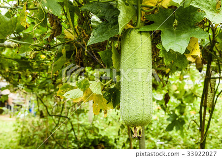 图库照片: loofah gourd plant in garden, luffa cylindrica.