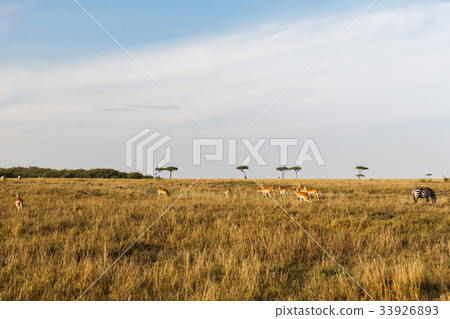 图库照片: impala or antelopes grazing in savannah at africa