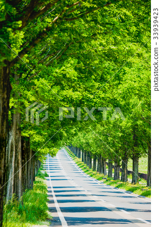 图库照片 水杉 大道 林荫路