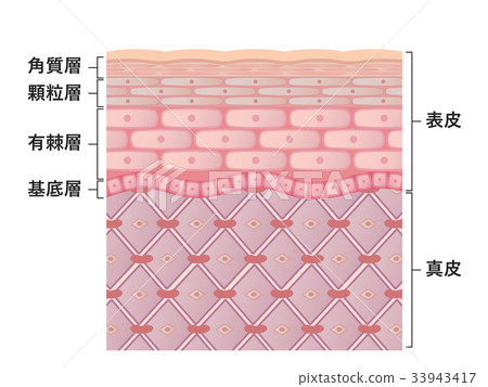 插图素材: 皮肤横截面