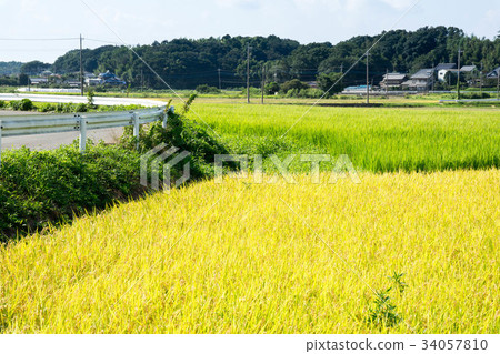 图库照片: 稻田 乡村风光 农村场景