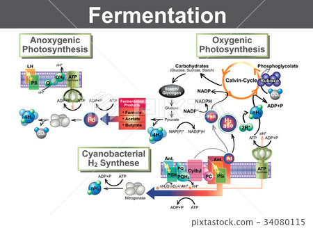 lactic fermentation,lacticacidosis 图库插图: fermentation