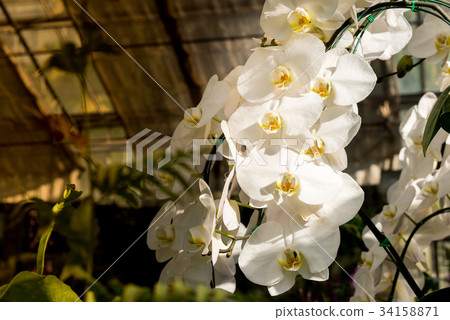 orchidflower,flowerfellfrisk 图库照片: white orchid flower.