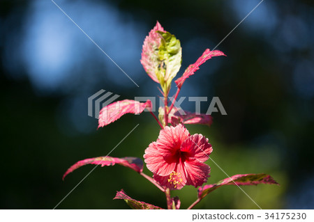 图库照片: close up of red hibiscus rosa-sinensis or cooperi
