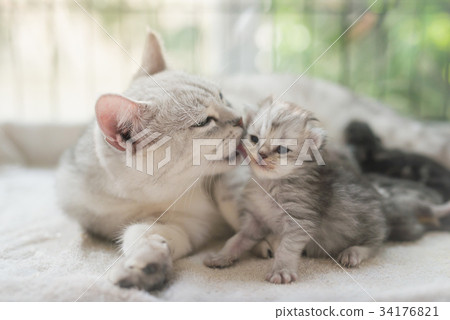 图库照片: cat kissing her kitten with love