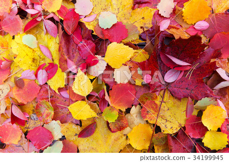 图库照片: autumn fall leaves background