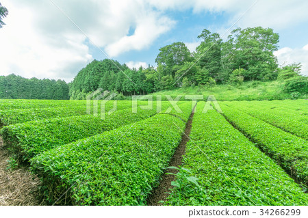 图库照片: fresh green tea farm in spring , row of tea