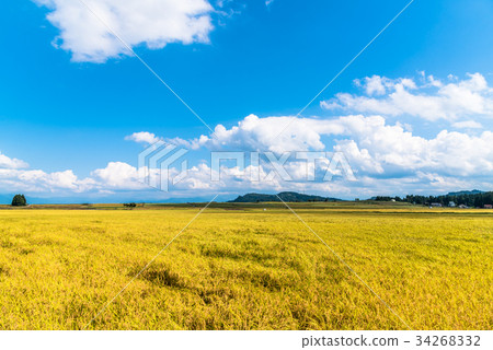 风景/自然 田地/稻田 稻田 照片 秋天 秋 稻田 首页 照片 风景/自然