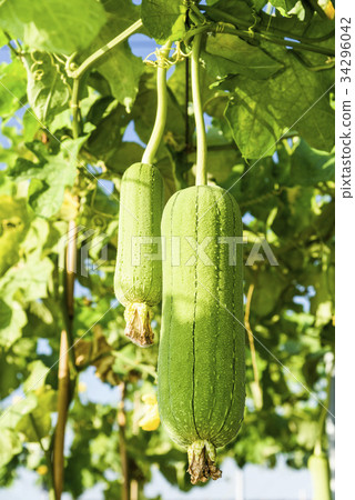 图库照片: loofah gourd plant in garden, luffa cylindrica.