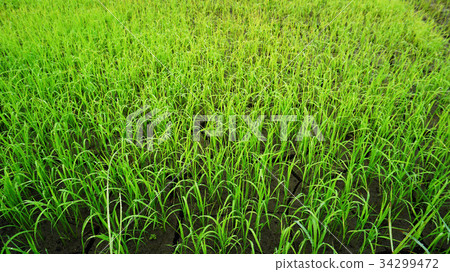 图库照片: rice paddy in thailand.close up of farm paddy.