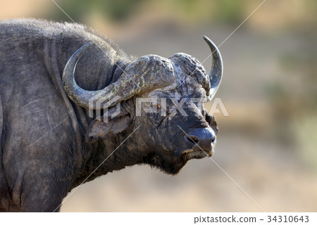 图库照片: african buffalo, big animal in the nature habitat