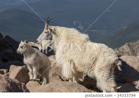 图库照片: mountain goat nanny and kid