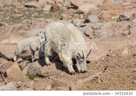 图库照片: mountain goat nanny and kid