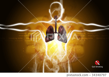 插图素材: human respiratory system with lungs