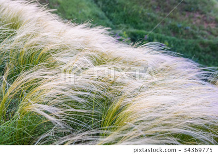 图库照片: field with feather grass stipa beautiful landscape