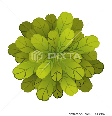 插图素材: a green plant or tree, top view. vector