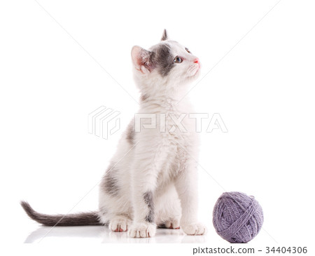 图库照片: a kitten on a white background. the cat is playing