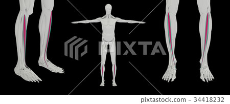 插图素材: tibialis anterior